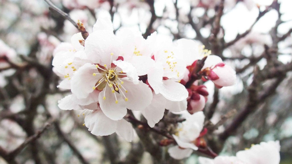 庭の桜。イベント中は、ライトアップされ幻想的な桜が楽しめる