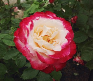 rose6